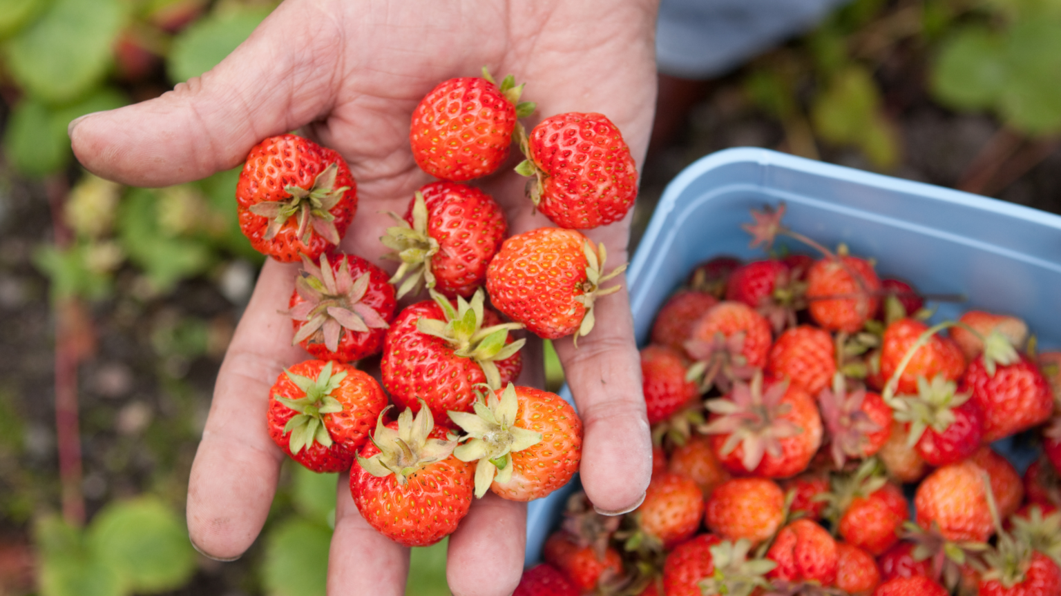Best Strawberry Picking Leicestershire Has To Offer 2025