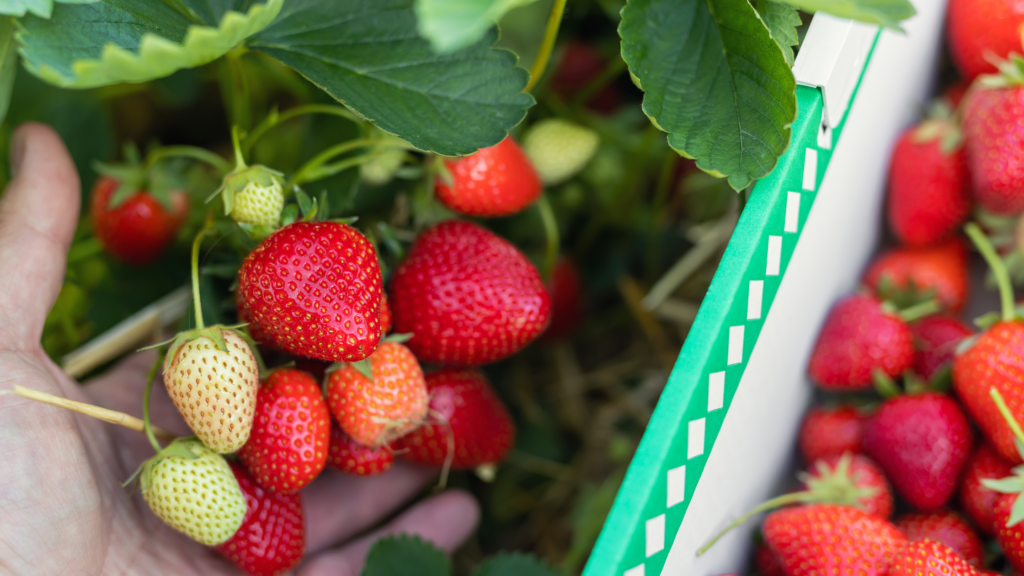 Best Strawberry Picking Hampshire Has To Offer 2024