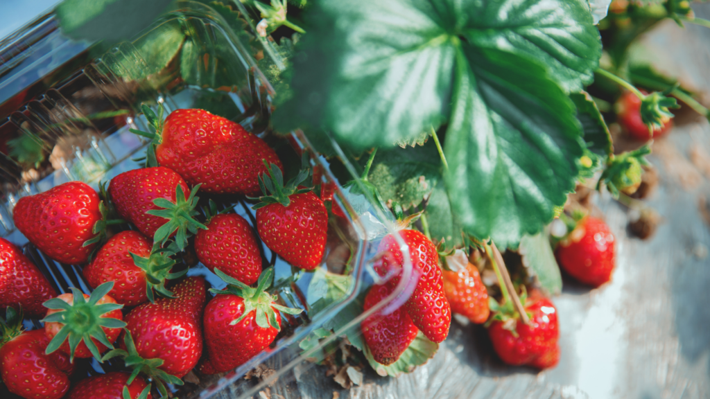 Best Strawberry Picking Gloucestershire 2024