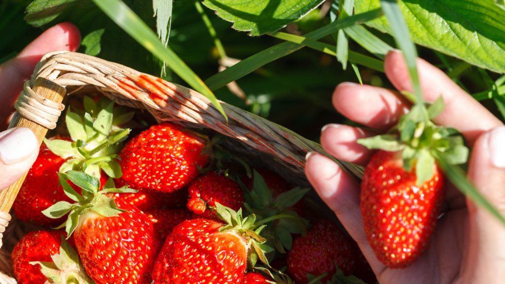 Best Strawberry Picking Dorset Has To Offer 2024