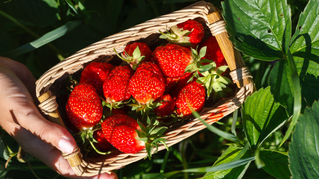 Best Strawberry Picking Devon Has To Offer 2024