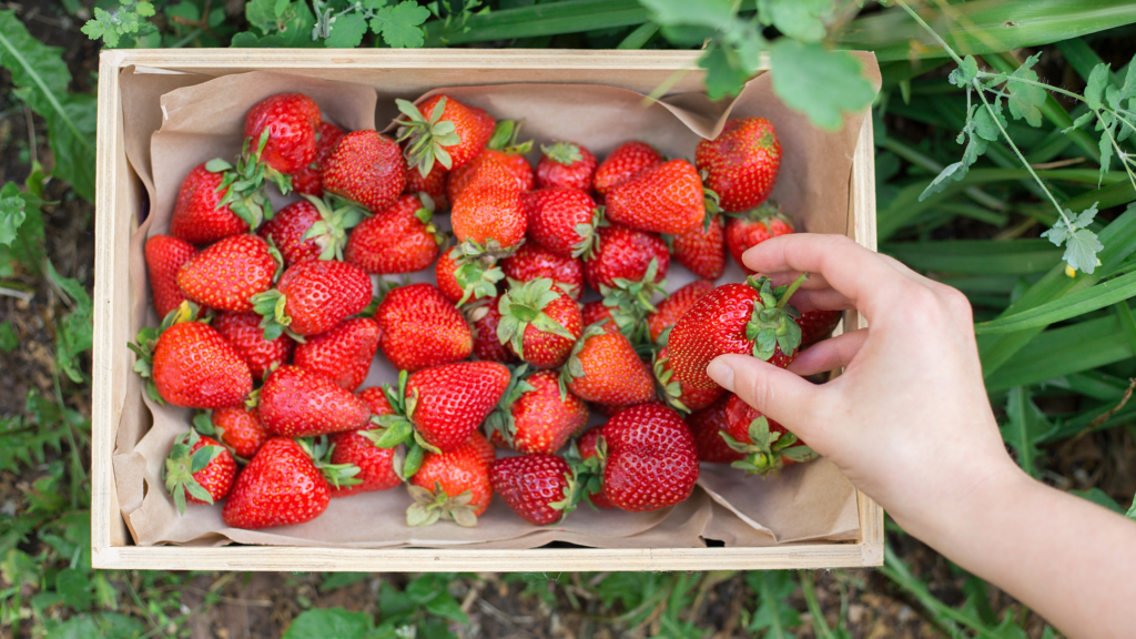 Best Strawberry Picking Cornwall Has To offer 2025