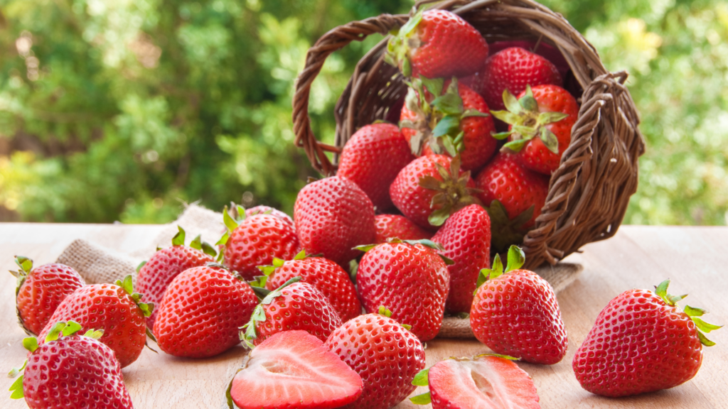 Best Strawberry Picking Manchester Has To Offer 2024