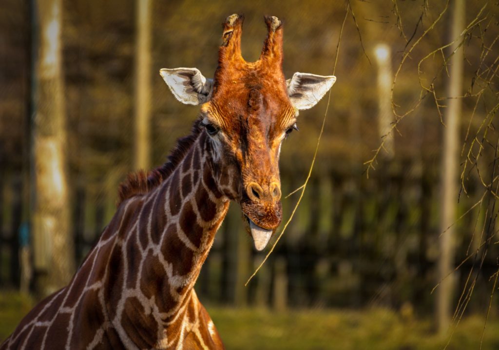 Best UK Safari Parks