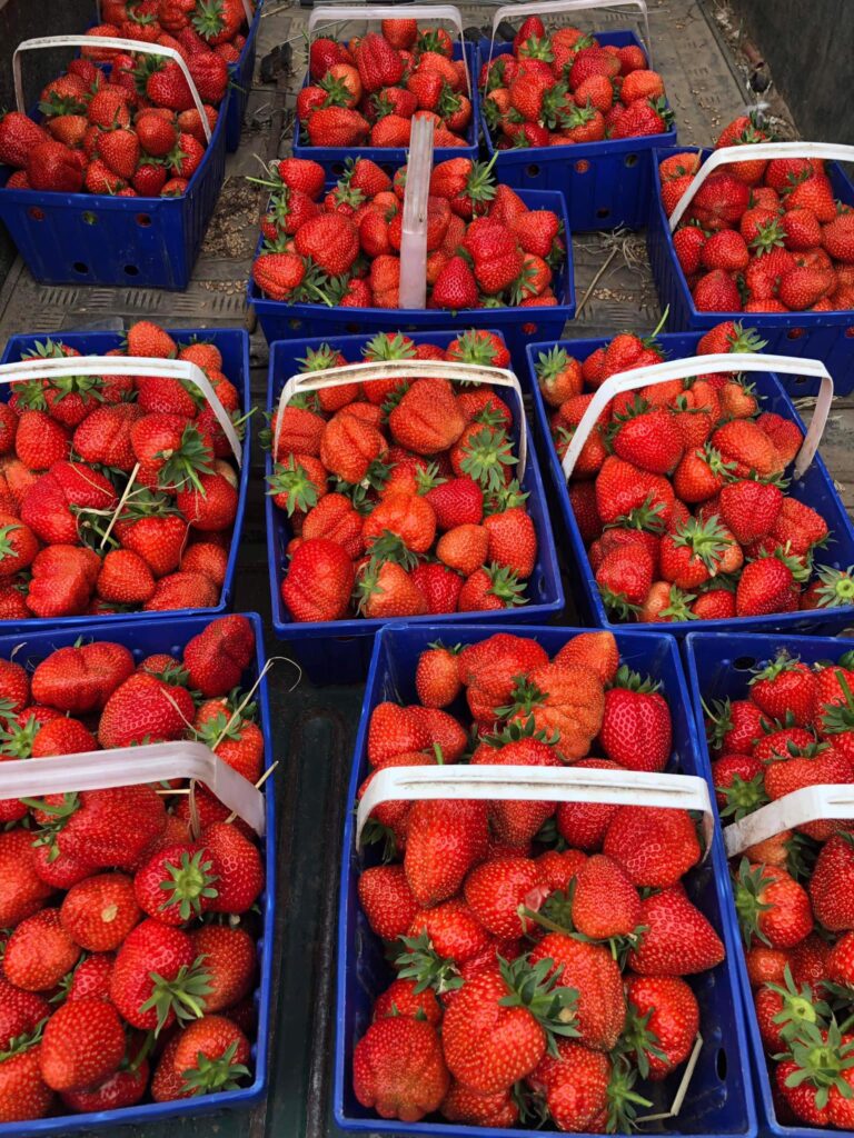 strawberry picking Norfolk
