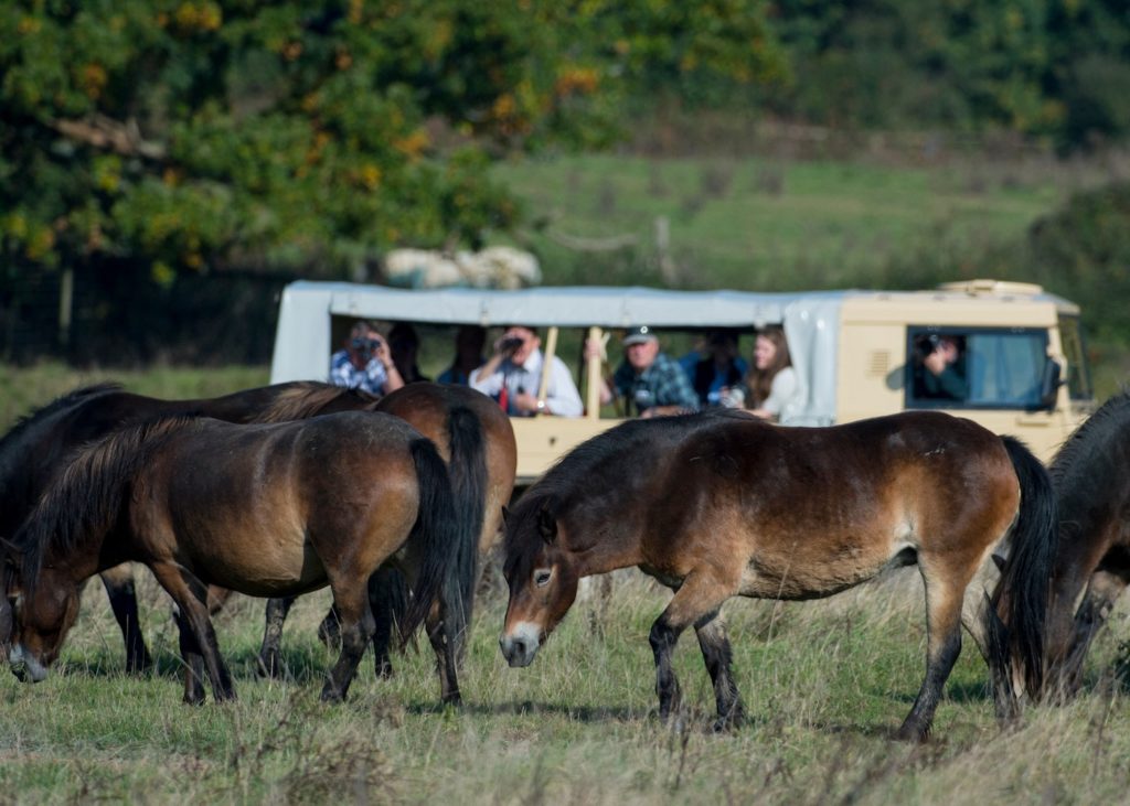 good safari parks uk