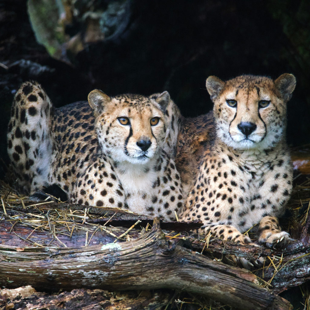 famous safari park uk