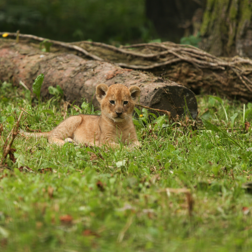 best drive through safari uk