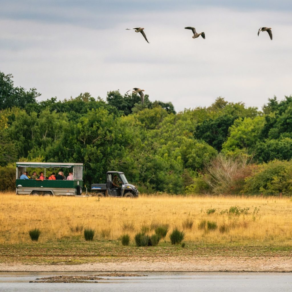 best drive through safari uk