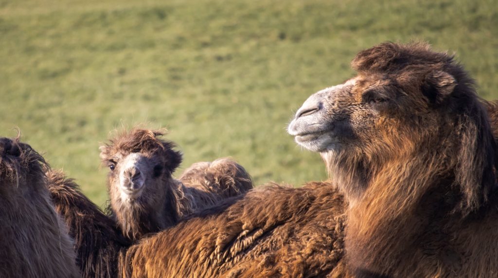 uk largest safari park