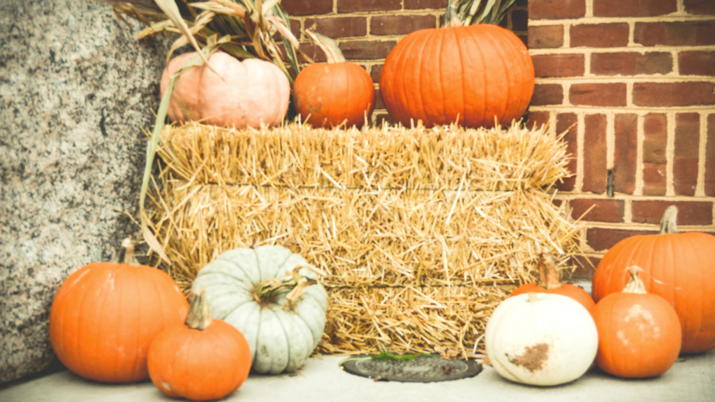 Best Pumpkin Patches Kentucky Has To Offer 2024