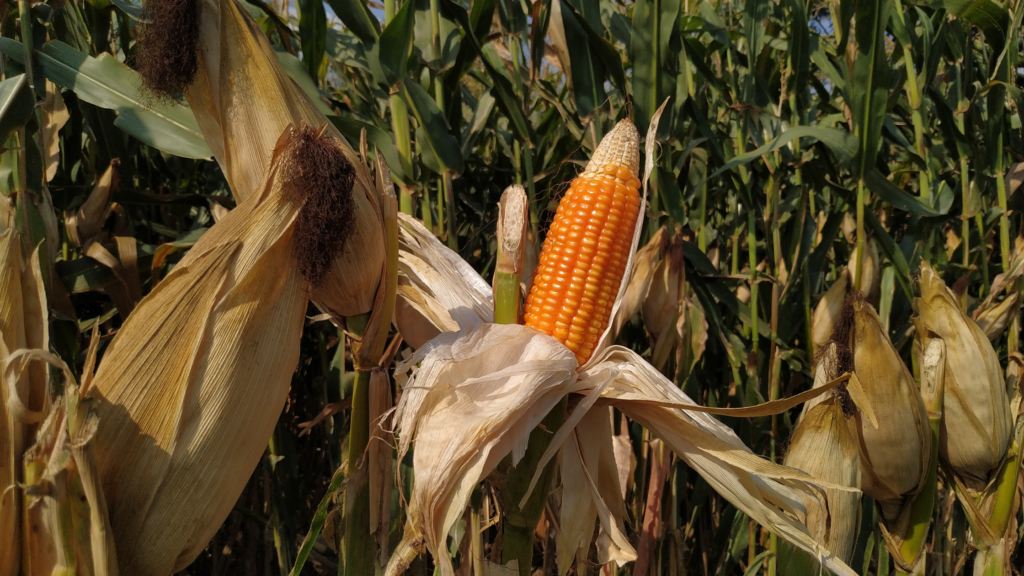 Best Corn Mazes Minnesota Has To Offer in 2024