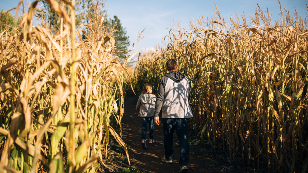 Best Corn mazes Connecticut Has To Offer 2024