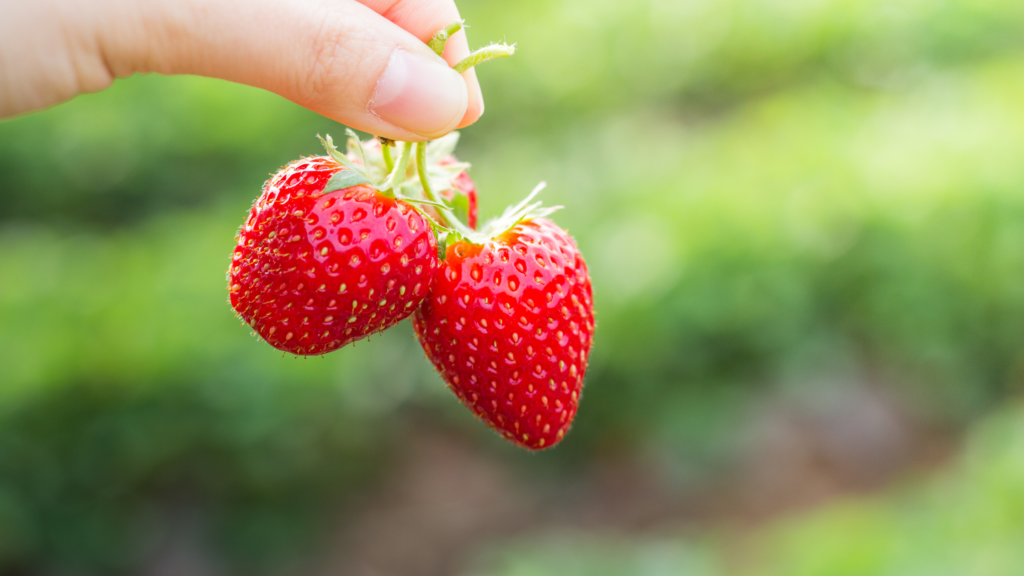 Best Strawberry Picking Washington Has To Offer 2024