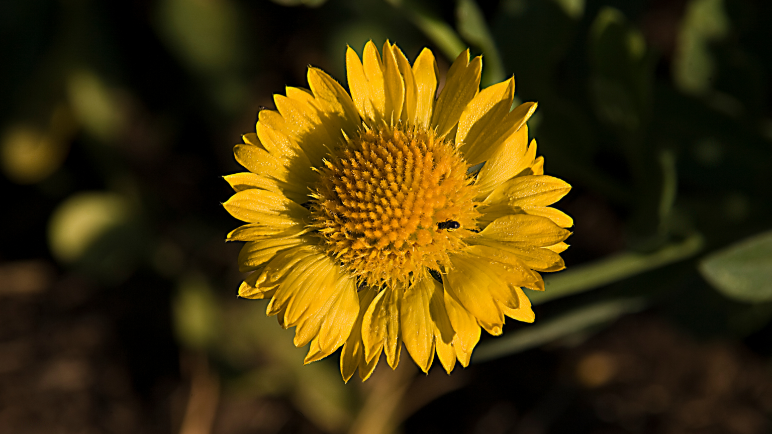 Best Sunflower Fields Chicago Has To Offer 2024