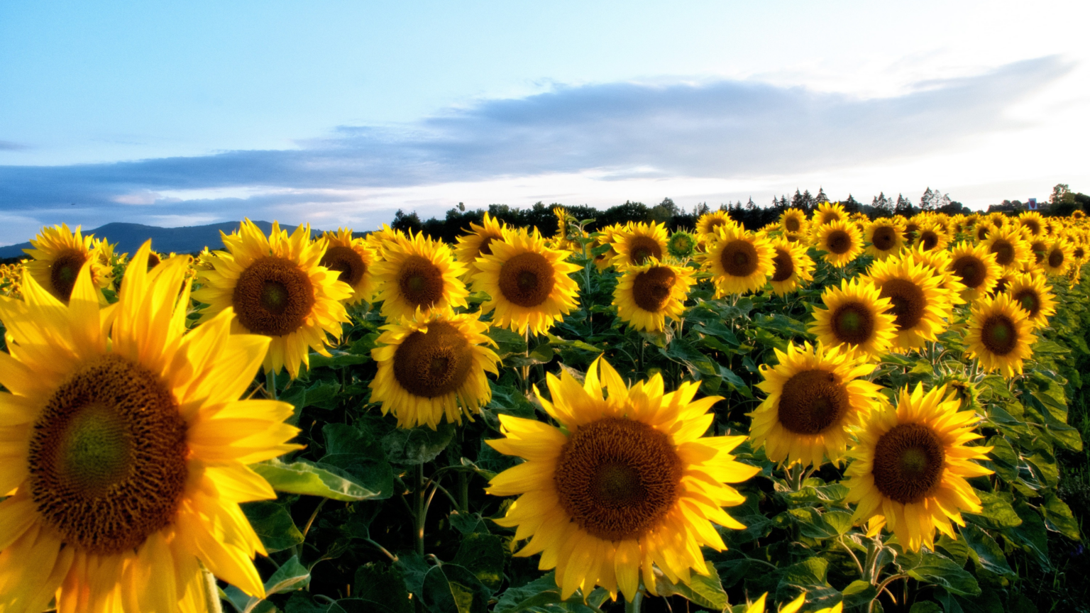 Best Sunflower Fields Washington Has TO Offer 2024