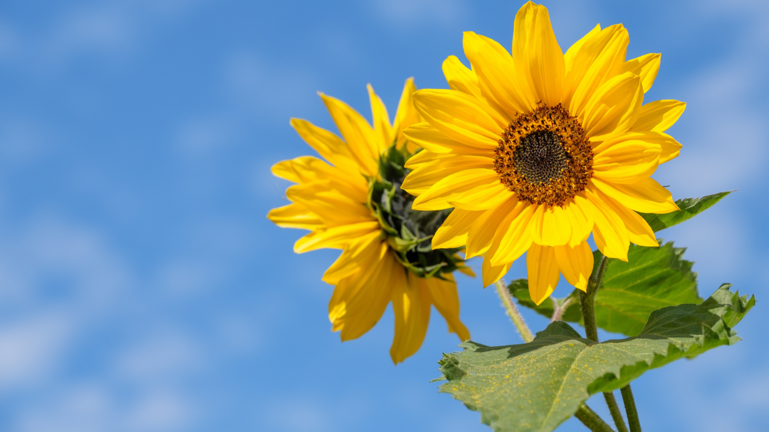 Best Sunflower Fields Colorado Has To Offer 2024