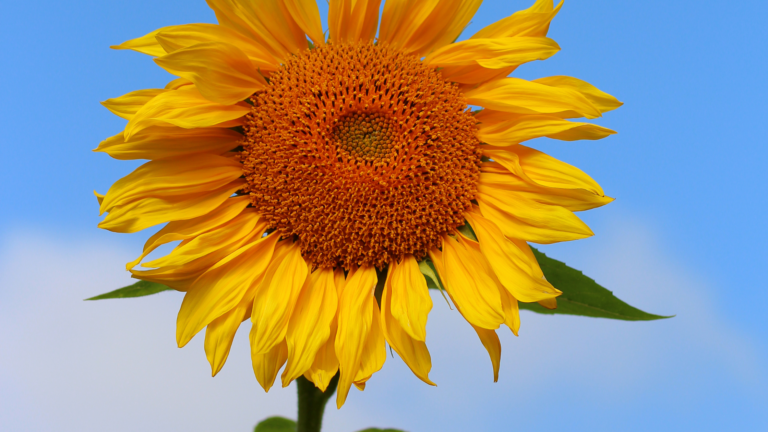 Best Sunflower Fields Alabama Has To Offer 2024