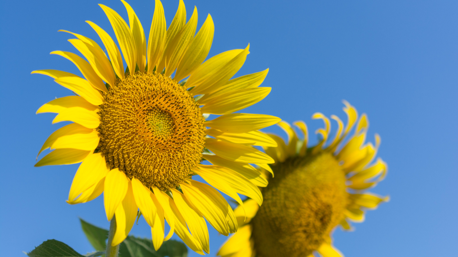 Best Sunflower Fields Los Angeles Has To Offer 2024