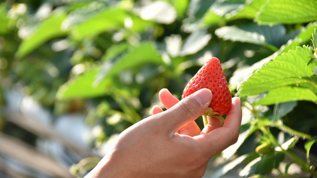 Best Strawberry Picking Boston Has To Offer 2024   27 1 1024x576 