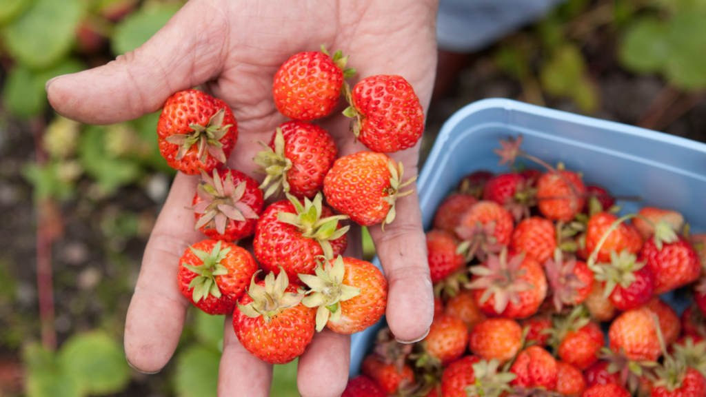 Best Strawberry Picking Seattle Has To Offer in 2024