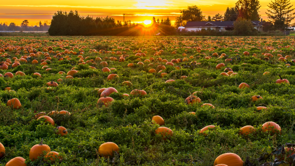 Best Pumpkin Patches Iowa Has To Offer 2024
