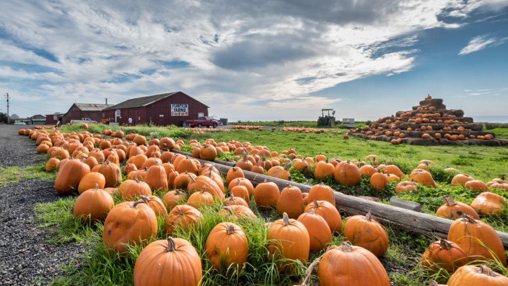 Pumpkin Patch 2024 Uk Devan Madelena