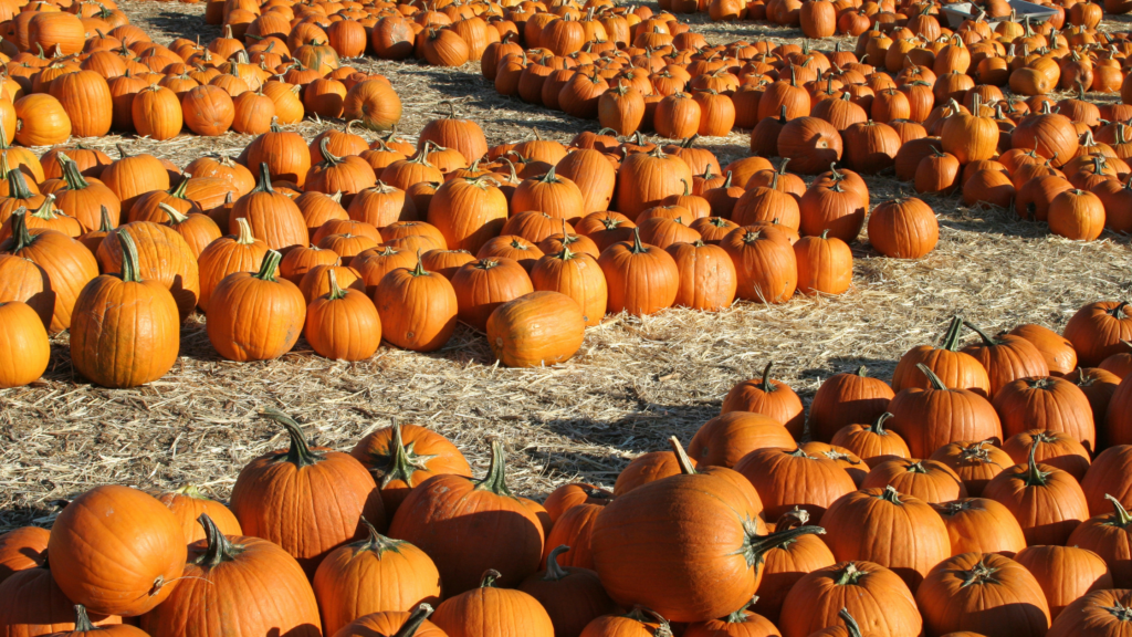 Best Pumpkin Patches Connecticut Has To Offer 2024