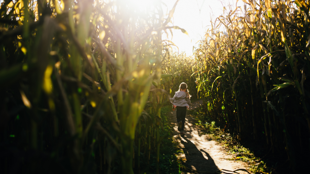 Best Corn mazes Maine Has To Offer 2024