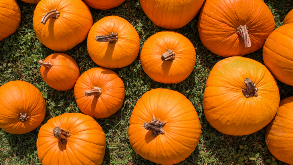 Best Pumpkin Patches California Has To Offer 2024