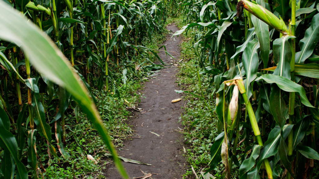 Best Corn Mazes Maryland Has To Offer in 2024