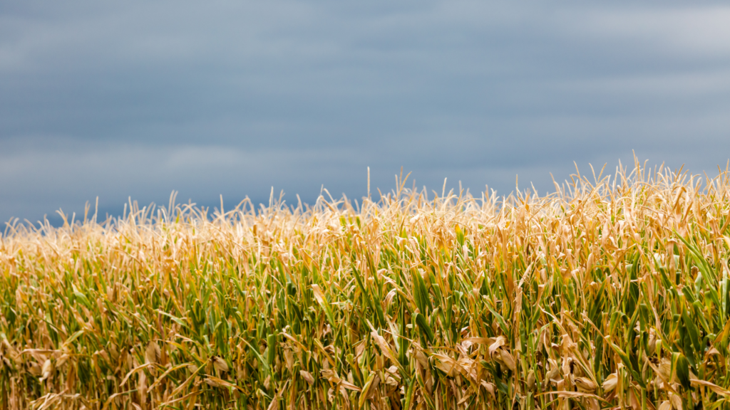 Best Corn mazes Massachusetts Has To offer 2024