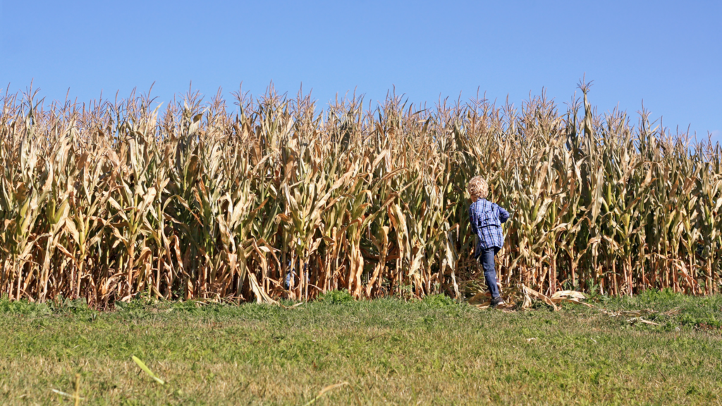 Best Corn Mazes New Jersey Has To Offer 2024