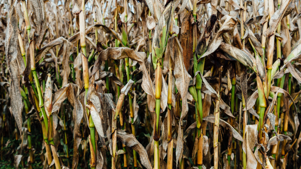 Best Corn Mazes Ohio Has To Offer 2024