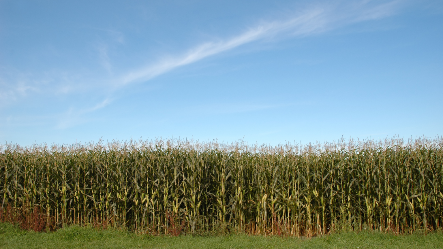 Best Corn Mazes Denver Has To Offer 2024