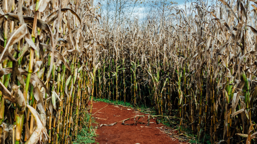 Best Corn Mazes Wisconsin Has To Offer 2024