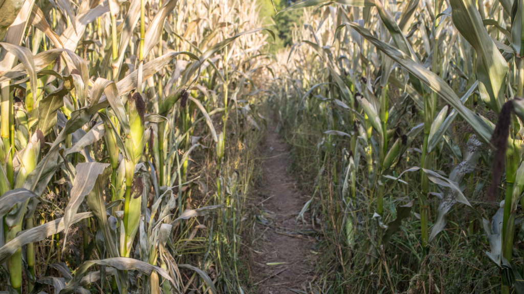 Best Corn Mazes Utah Has To offer 2024