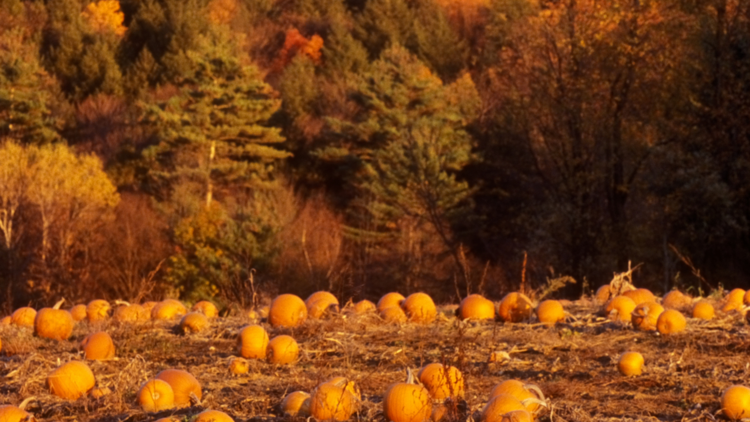 Best Pumpkin Patches Pennsylvania Has To Offer 2024