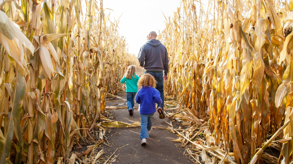 Best Corn Mazes Pennsylvania Has To Offer 2024