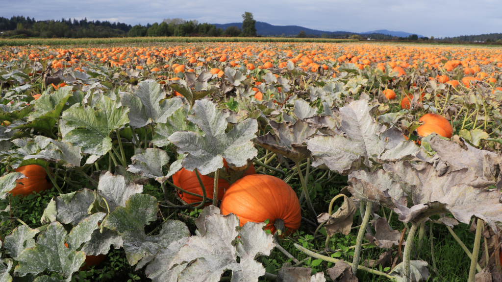 Best Pumpkin Patch in New Jersey for 2024