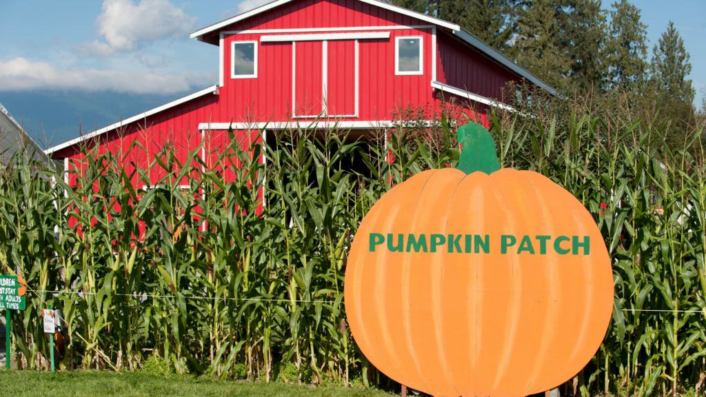 Pumpkin Patches Near Me 2024 Schedule Tybi Alberta