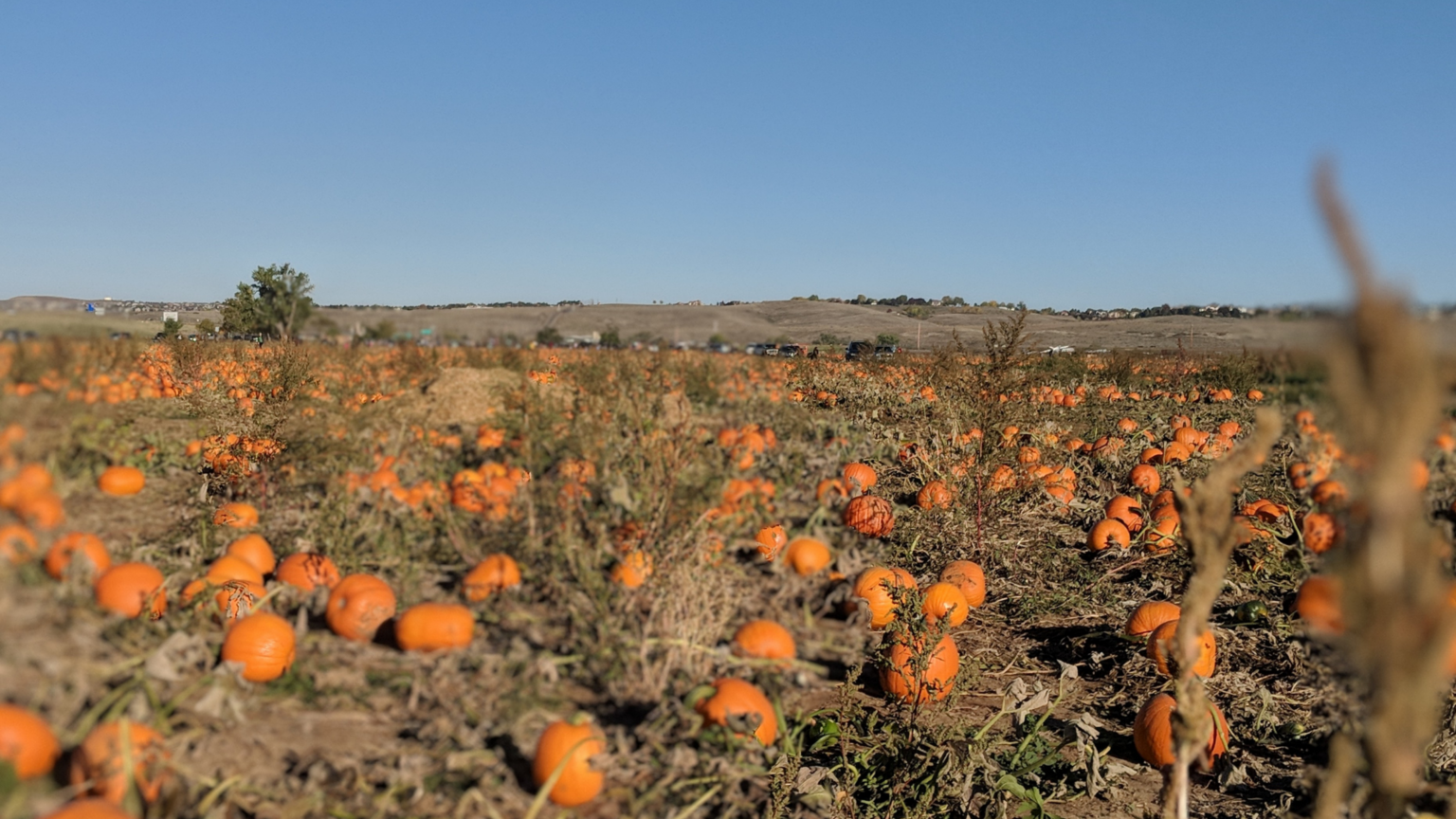 Best Pumpkin Patches Fort Collins Has To Offer 2024