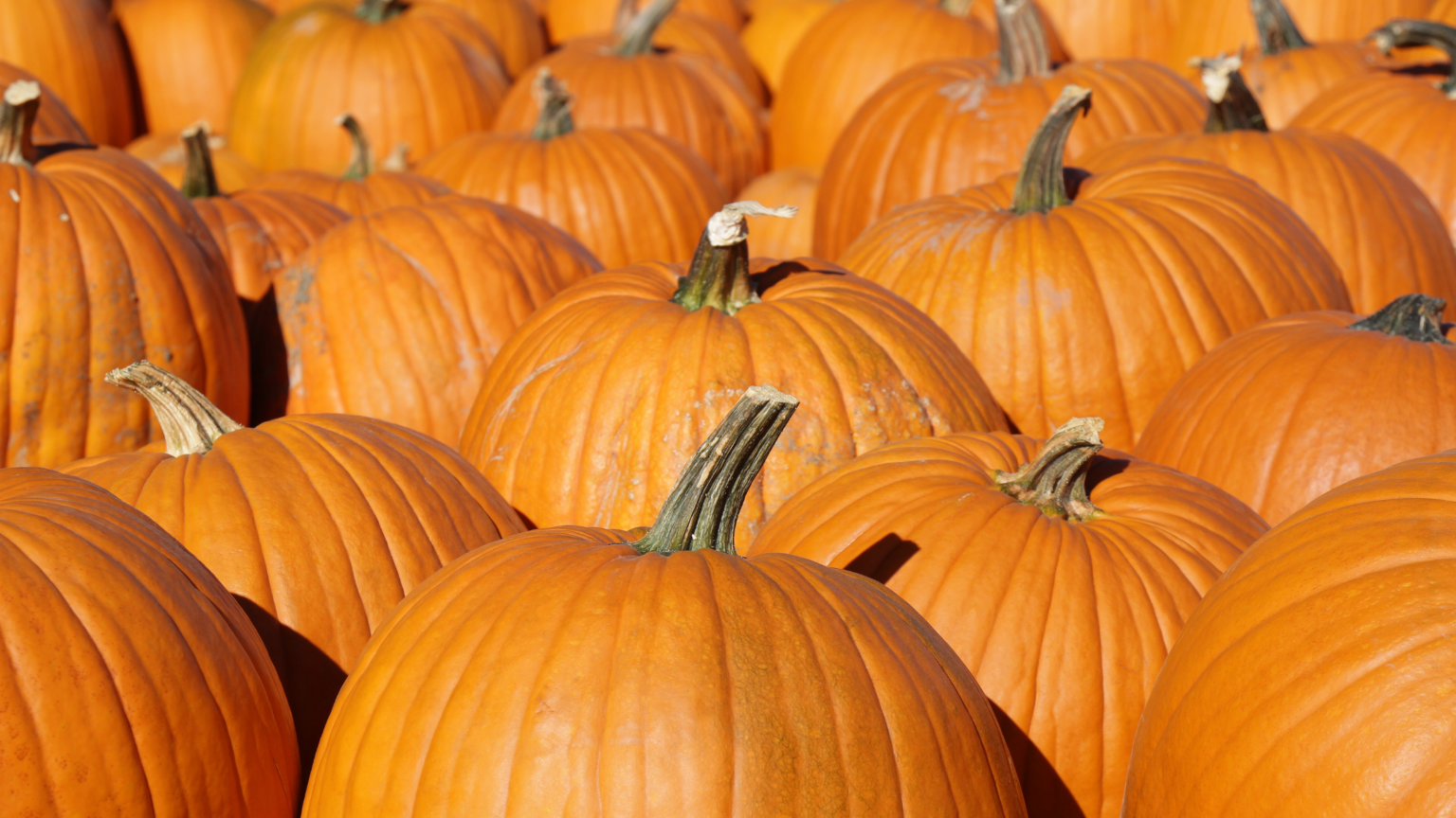 Best Pumpkin Patches San Diego Has To Offer 2024