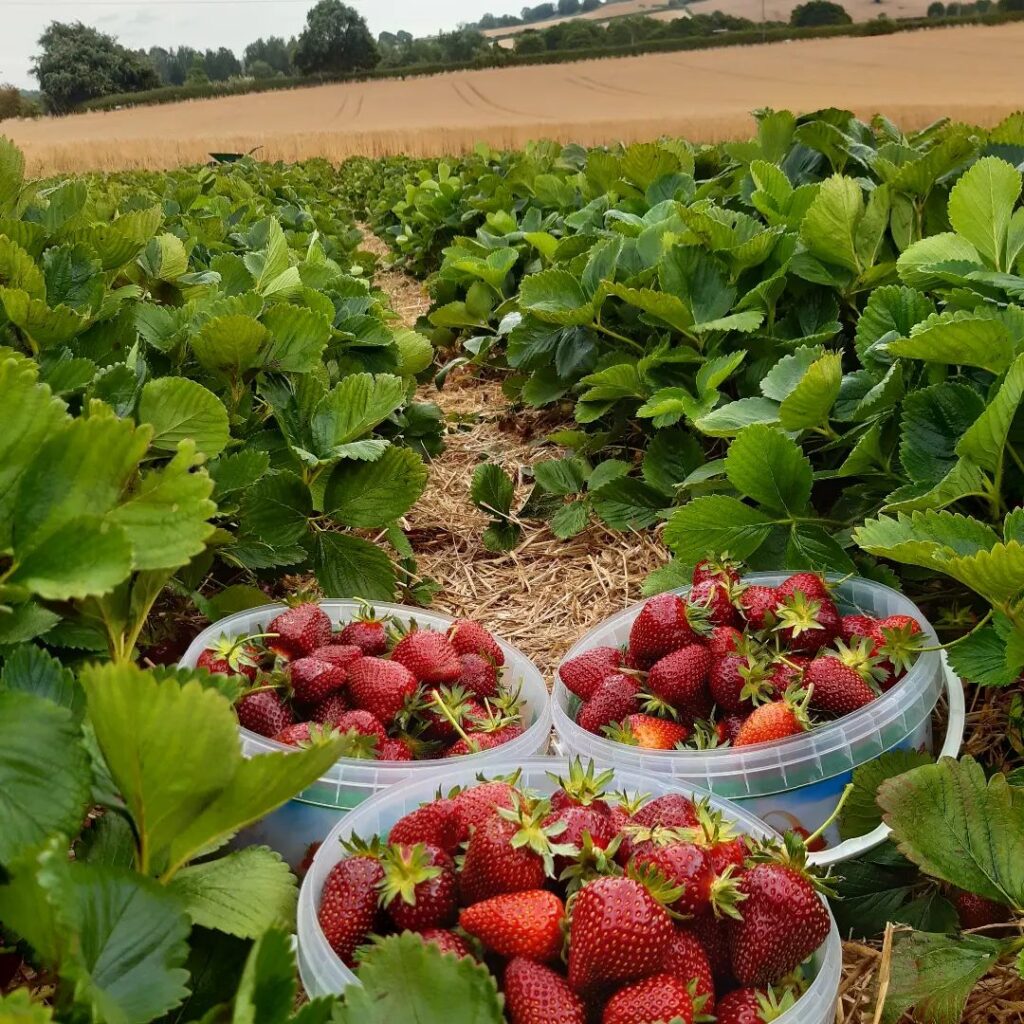 strawberry picking Shropshire