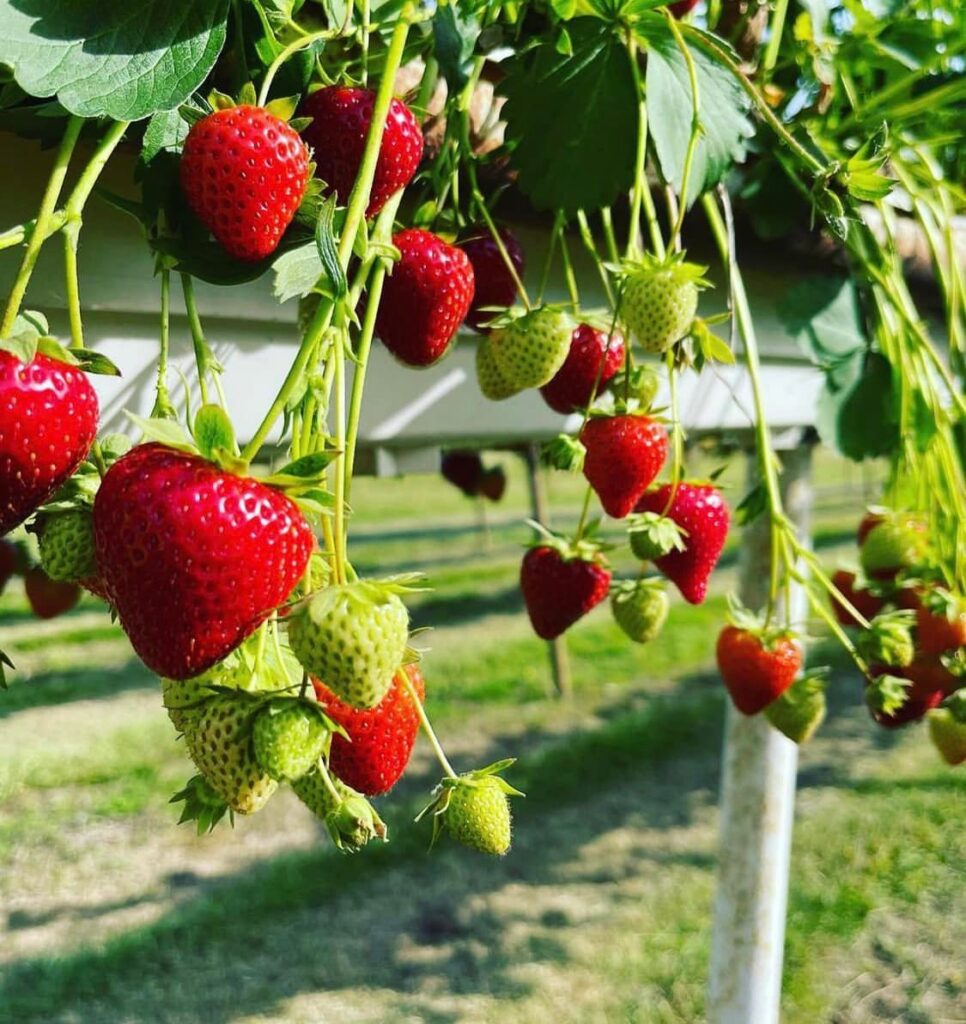 strawberry picking London