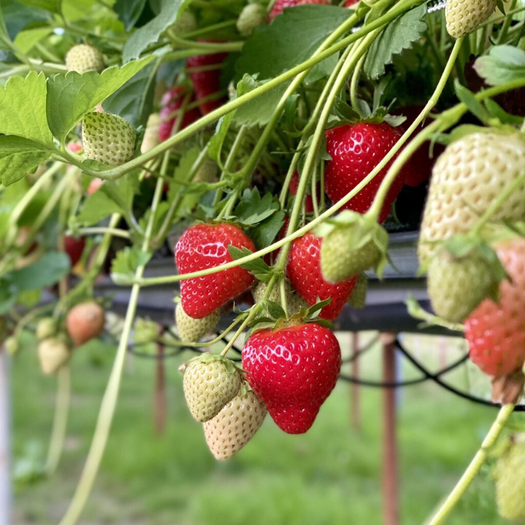 strawberry picking Lancashire