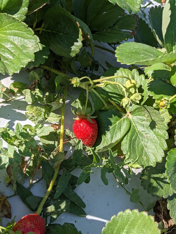 strawberry picking Denver
