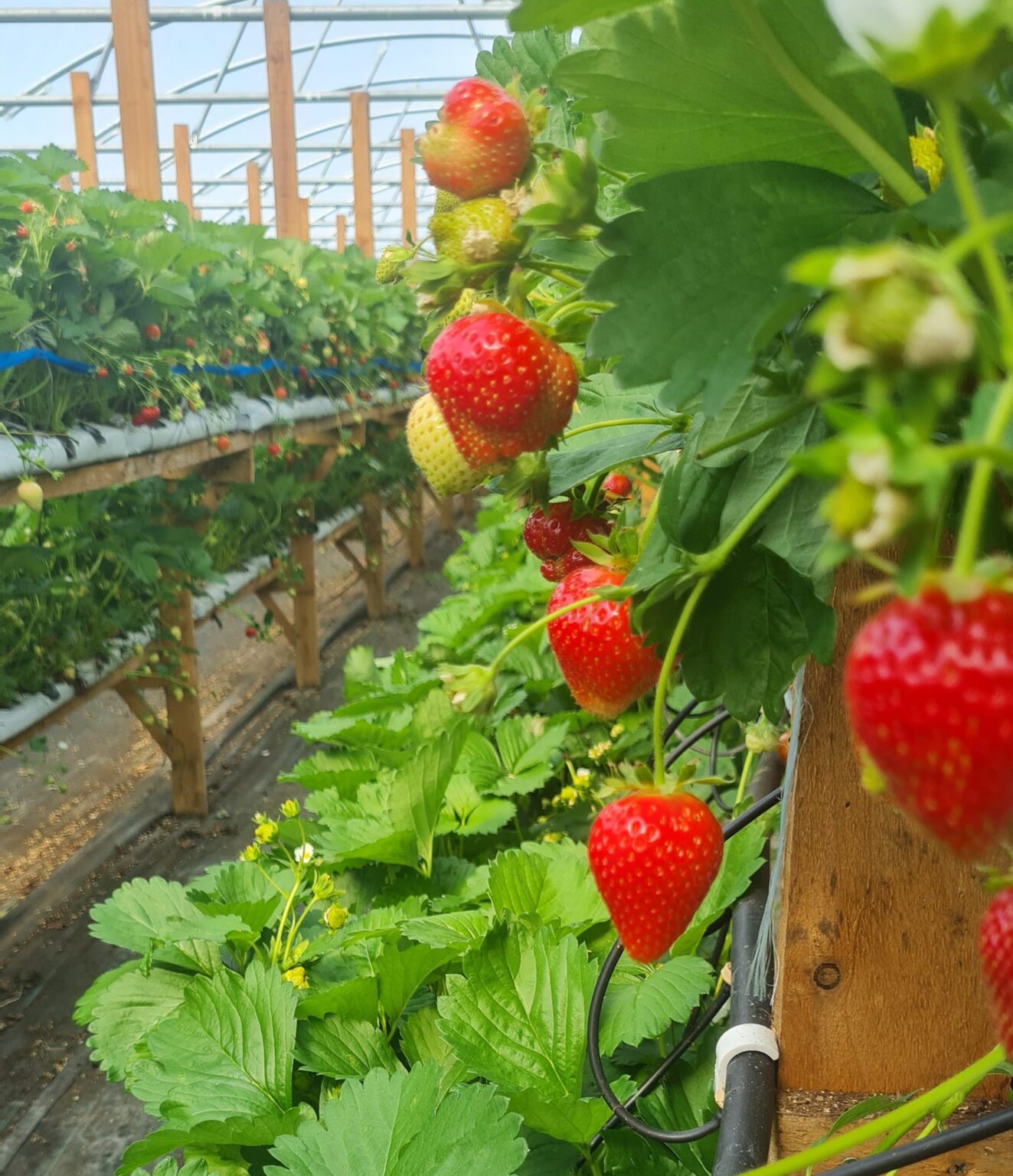 Best Strawberry Picking Dorset Has To Offer 2024