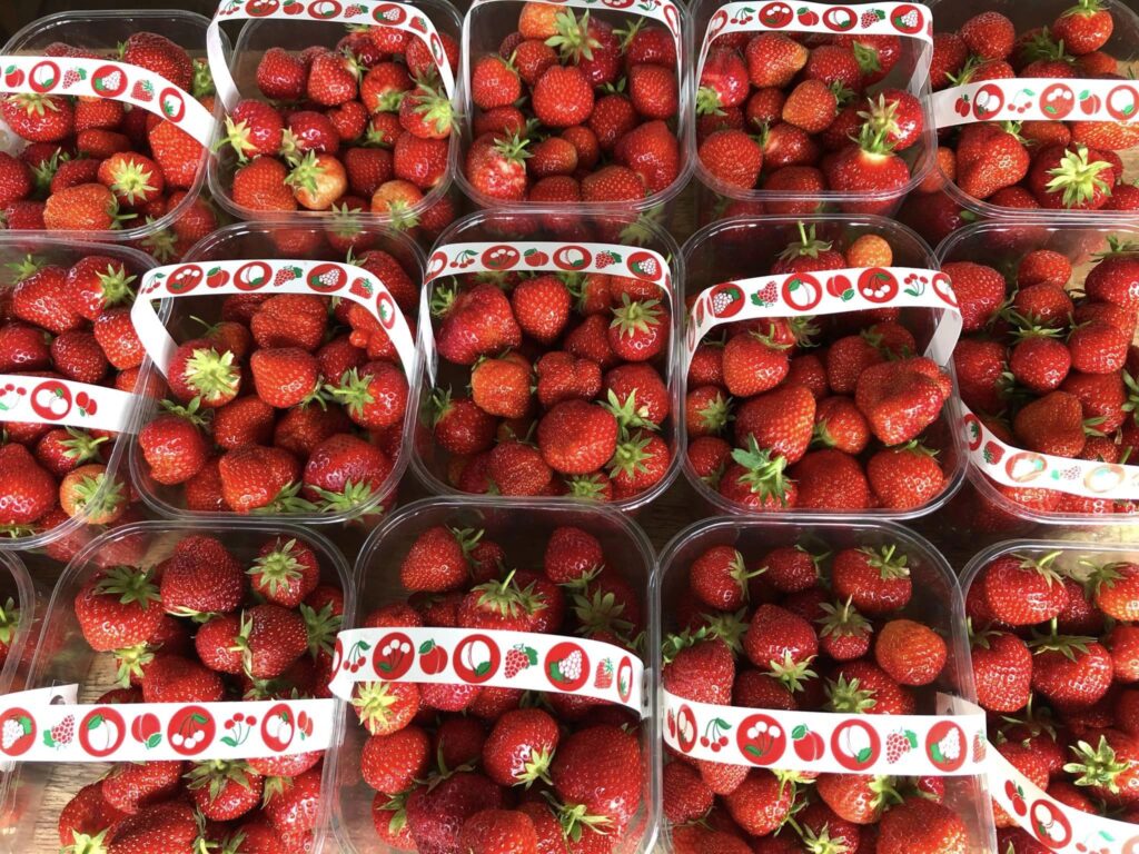 strawberry picking Hampshire