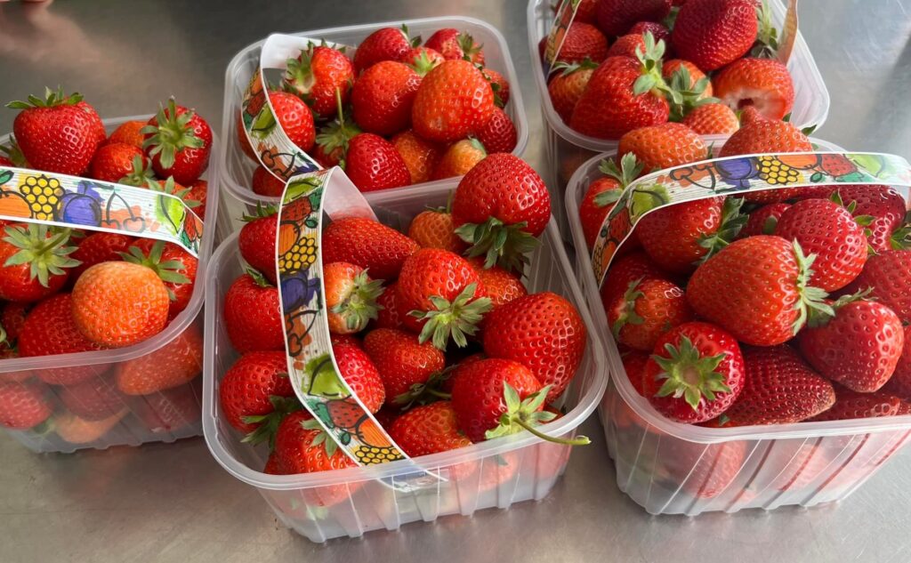 strawberry picking Lincolnshire

